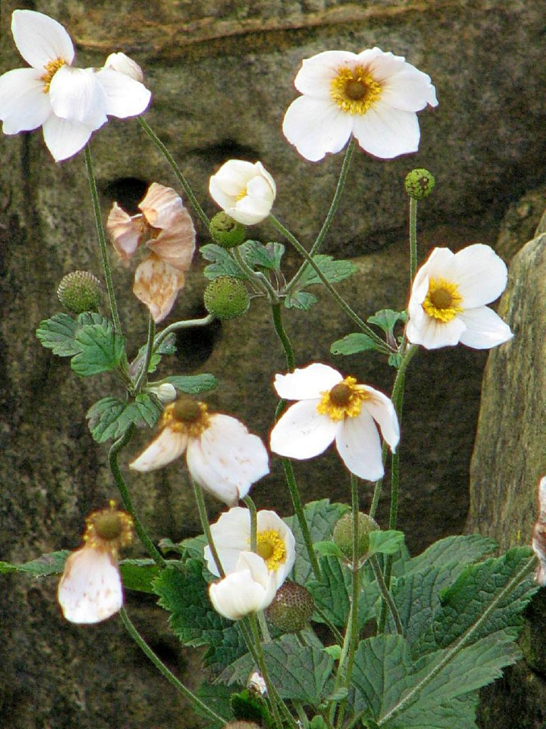 شقایق نعمانی
